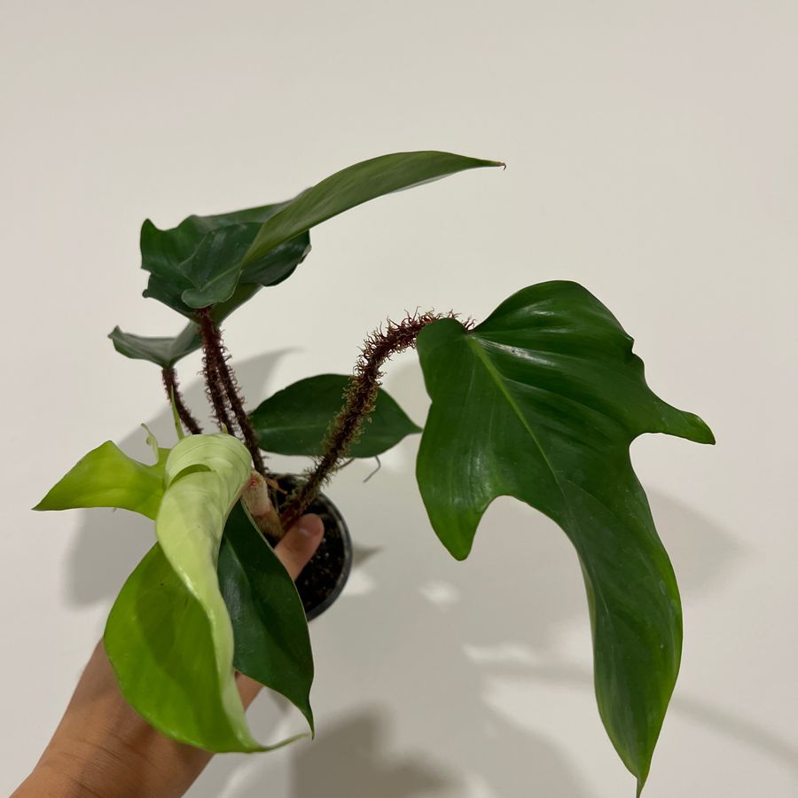 Philodendron Squamiferum