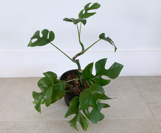 Rhaphidophora tetrasperma | "Monstera" Ginny