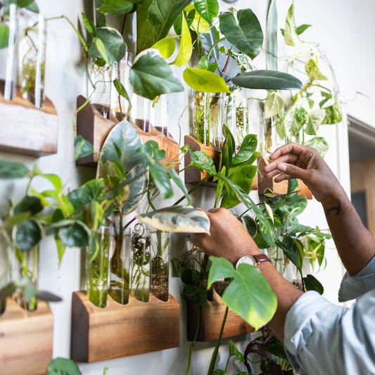 Assorted Cuttings