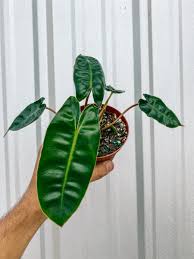 Philodendron Billietiae