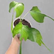 Philodendron 'Skeleton Key'